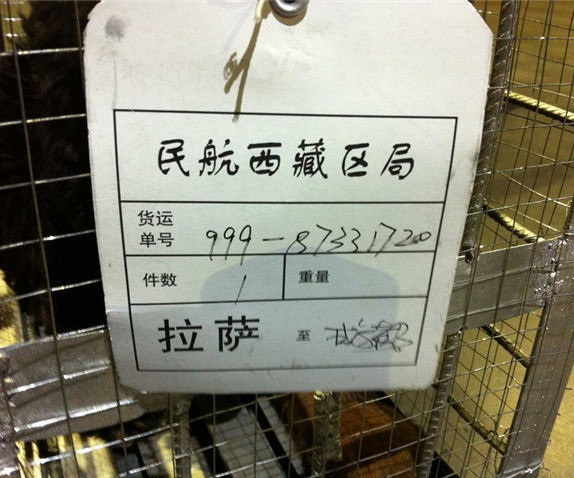 狗狗空运价格