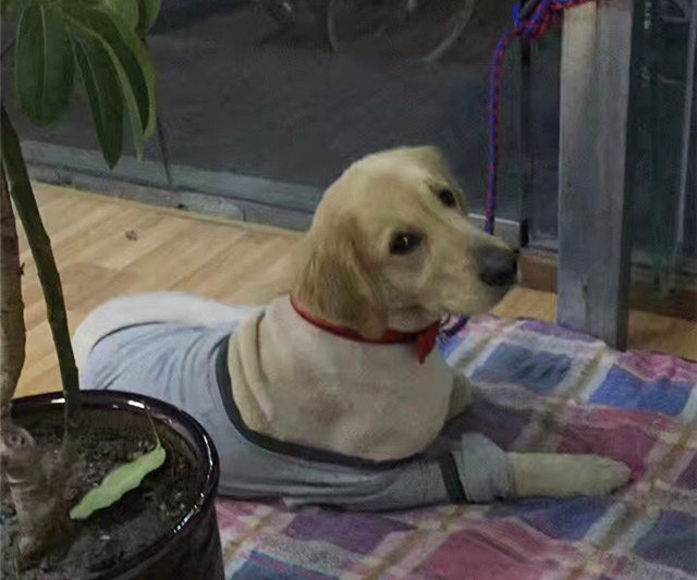 狗狗空运
